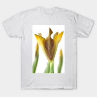 Iris &#39;Bronze Perfection&#39; Dutch iris T-Shirt